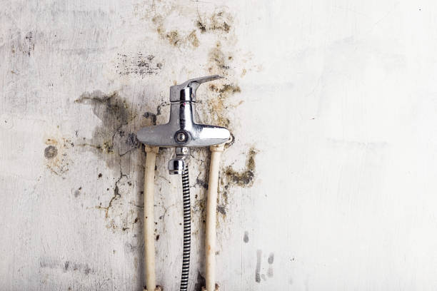 Best Residential Mold Remediation in Shorewood, IL