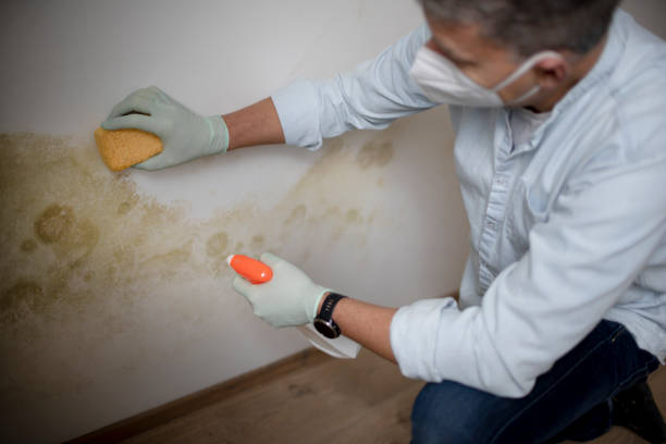 Best Industrial Mold Remediation in Shorewood, IL