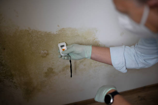 Best Attic Mold Remediation in Shorewood, IL