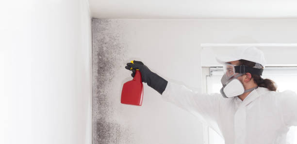 Best White Mold Remediation in Shorewood, IL