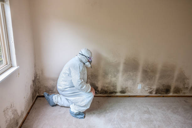 Best Bathroom Mold Remediation in Shorewood, IL