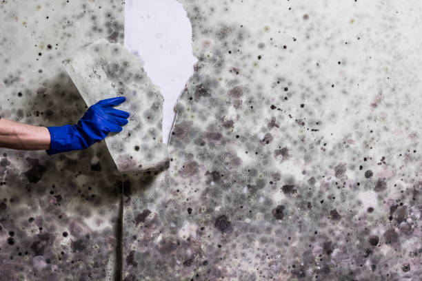 Best Emergency Mold Remediation in Shorewood, IL