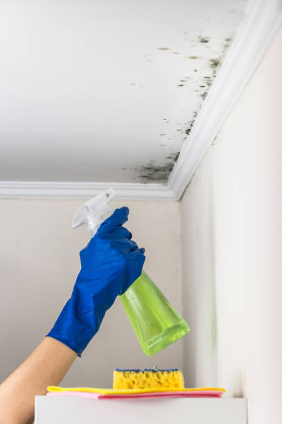 Best Mold Testing and Inspection Services in Shorewood, IL