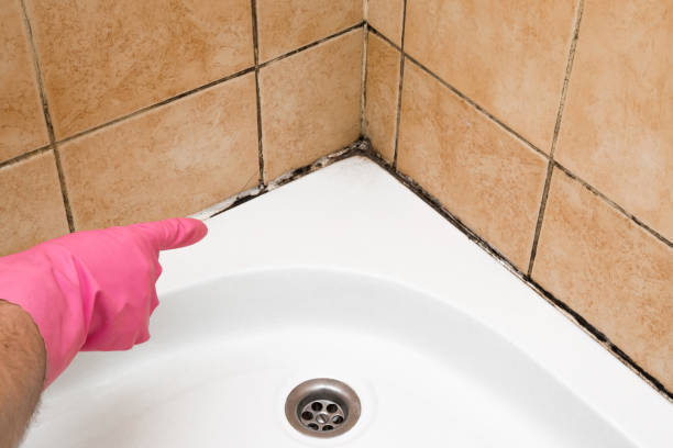 Best Basement Mold Remediation in Shorewood, IL